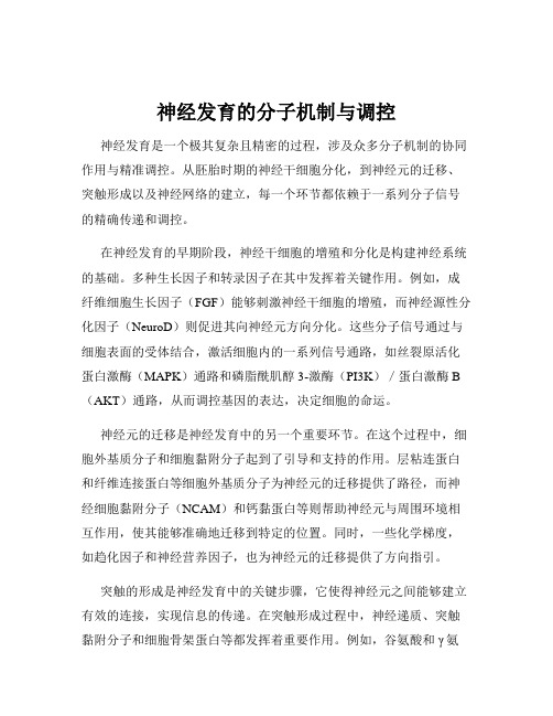 神经发育的分子机制与调控