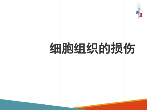 细胞和组织的适应、损伤与修复 细胞和组织的损伤(病理学课件)