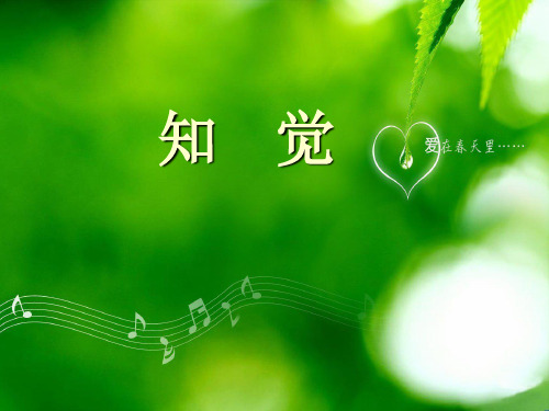 知觉 PPT课件