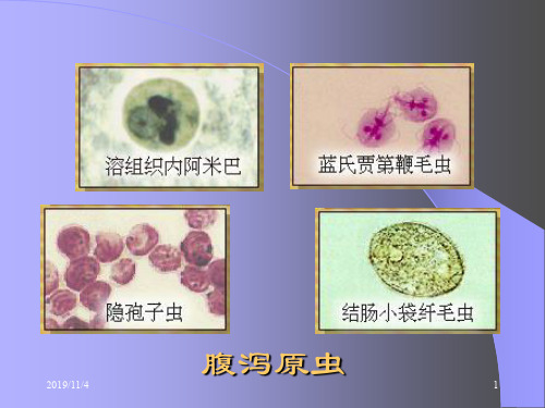 实验课-腹泻原虫 PPT资料共26页