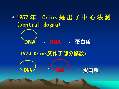 RNA的转录合成