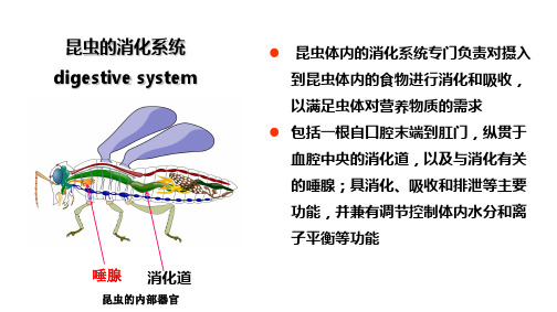 19昆虫的消化系统