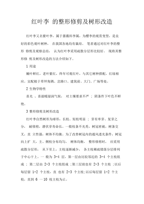 红叶李的整形修剪及树形改造