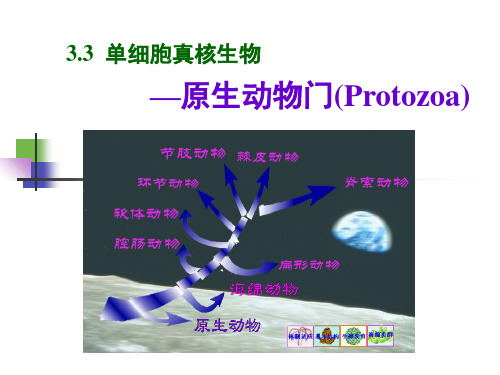 动物学-3.3.单细胞真核生物-原生动物们