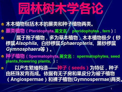 裸子植物1(系统分类)PPT课件