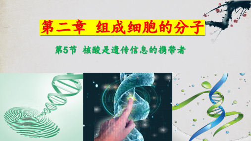 2.5 核酸是遗传信息的携带者-高一生物课件(人教版2019必修1)