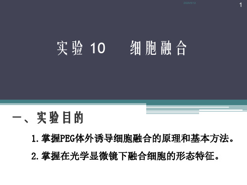 实验10  细胞融合