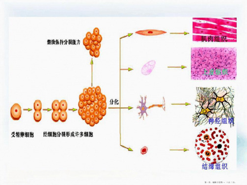 多细胞生物体的结构层次