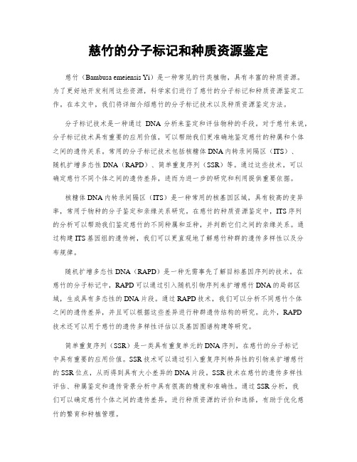 慈竹的分子标记和种质资源鉴定