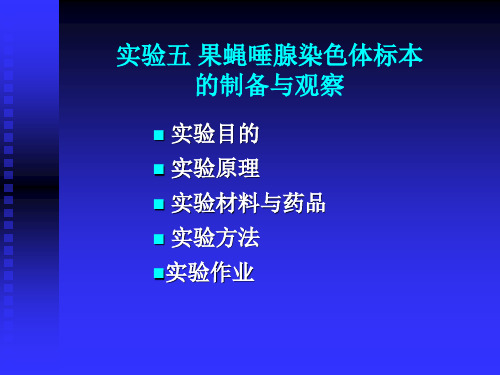 实验四：果蝇唾腺染色体的观察