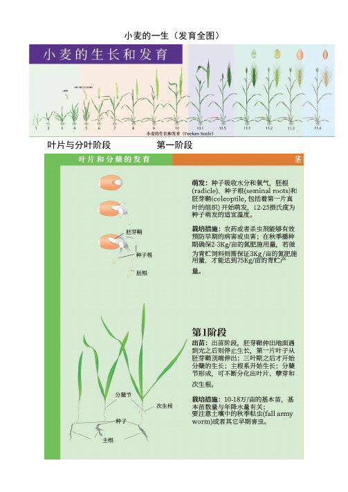 小麦生长全周期发育彩图