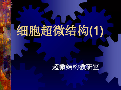 细胞超微结构-文档资料