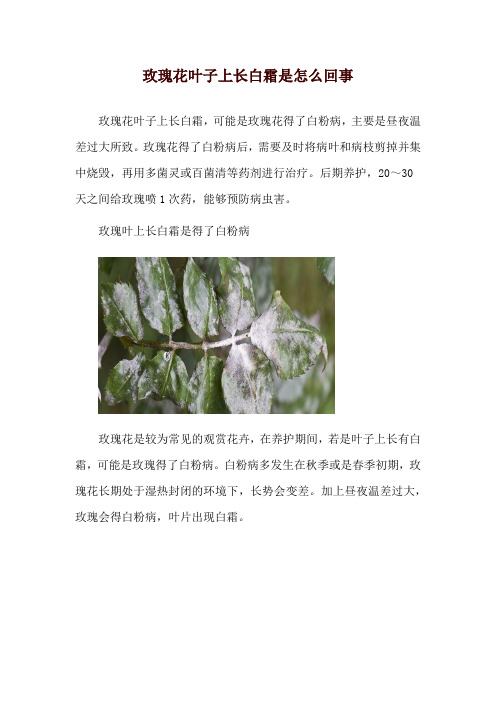 玫瑰花叶子上长白霜是怎么回事