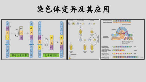 2025届高考生物一轮复习：染色体变异及其应用