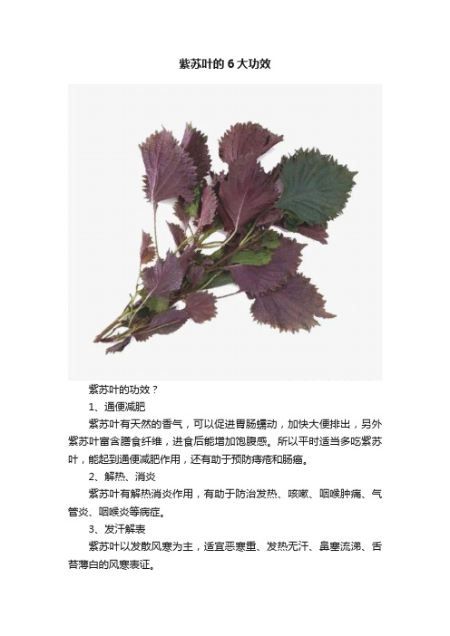 紫苏叶的6大功效