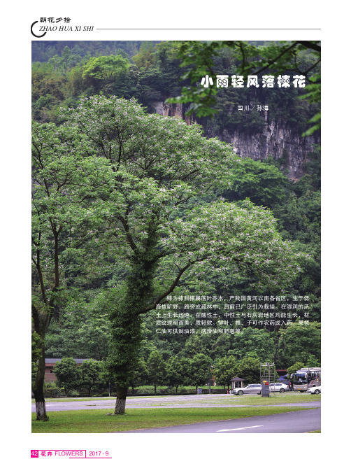 小雨轻风落楝花