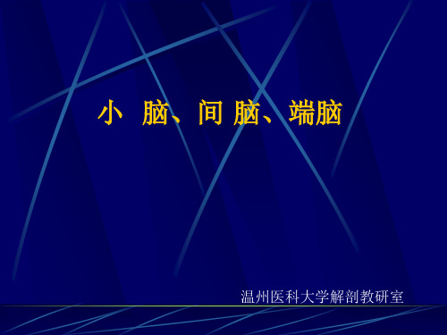 神经解剖学课件：小脑、间脑、端脑