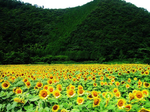 梁衡《夏感》ppt课件