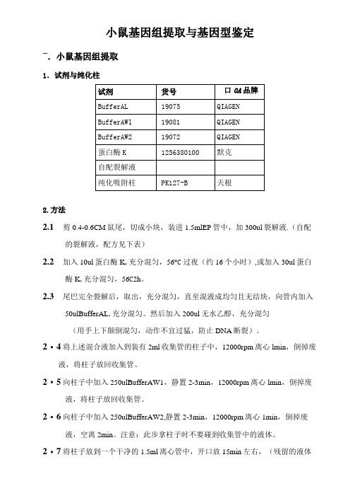 小鼠基因组提取与基因型鉴定