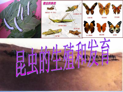 人教版生物八年级下册7.昆虫的生殖和发育课件