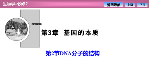 《DNA的结构》基因的本质-人教版高中生物必修二PPT课件