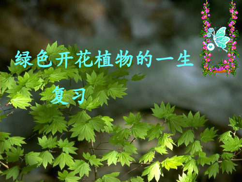 绿色开花植物的一生复习课件(济南版)