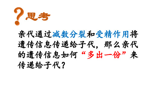 高中生物_遗传信息的复制教学课件设计