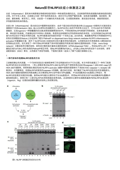 Nature探寻NLRP3炎症小体激活之谜