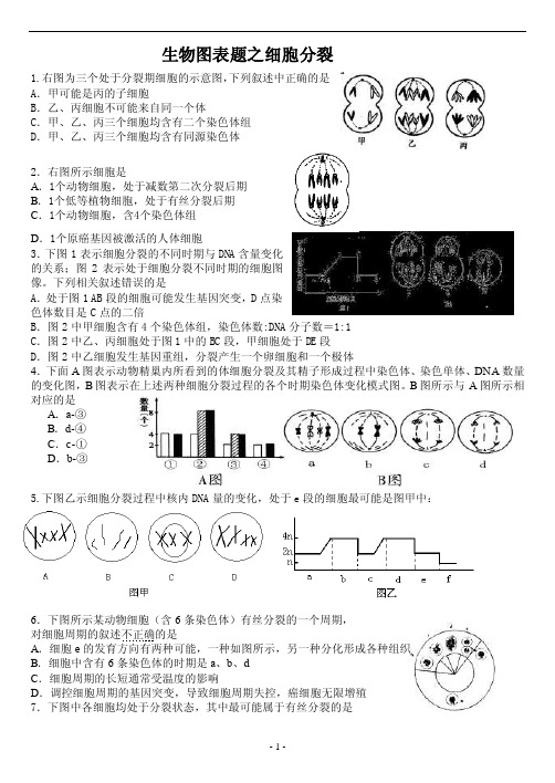 细胞分裂图——精选推荐