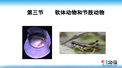 课件2：5.1.2线形动物和环节动物