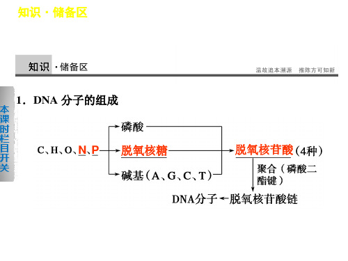 DNA重组技术的基本工具课件