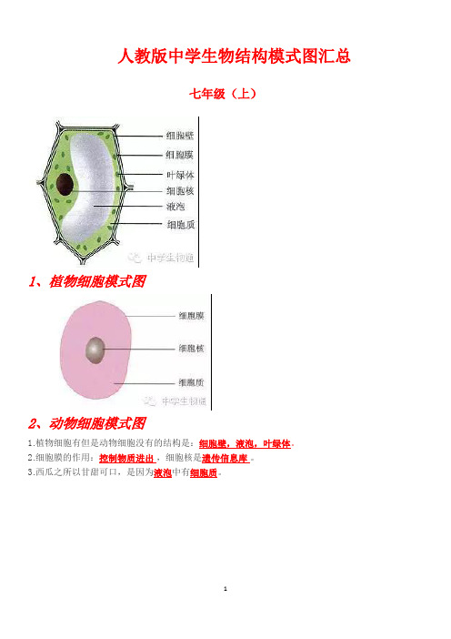 人教版中学生物结构模式图汇总