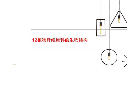 12植物纤维原料的生物结构