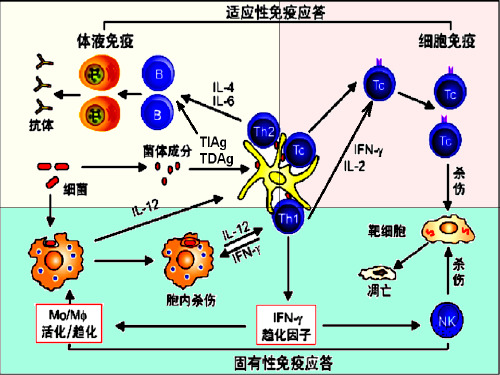 固有免疫细胞的