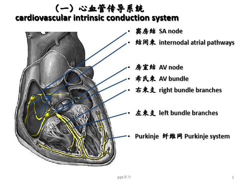 详细的心电图讲解  ppt课件