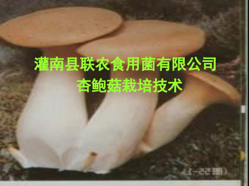 杏鲍菇栽培技术ppt课件