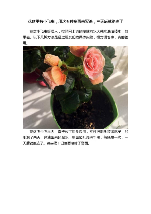 花盆里有小飞虫，用这五种东西来灭杀，三天后就绝迹了