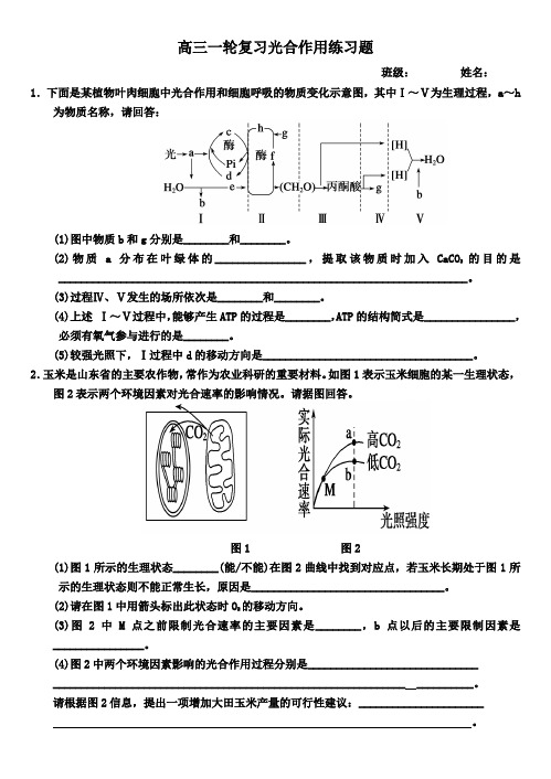 (完整版)高中生物一轮复习光合作用大题带答案