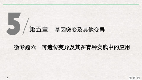 《微专题六可遗传变异及其在育种实践中的应用》基因突变及其他变异PPT(完美版)课件