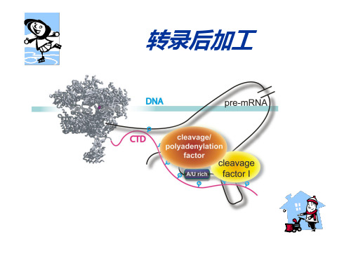 转录后加工详解
