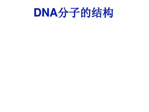 DNA分子的结构   课件