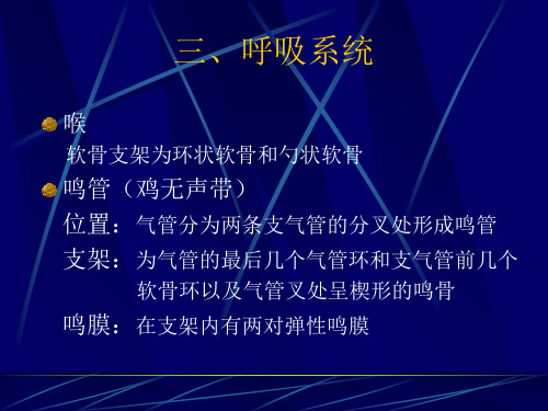 鸡的解剖-呼吸系统-泌尿系统-生殖系统.ppt