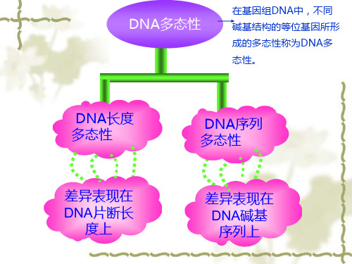 DNA聚合酶Klenow片段3Sanger双脱氧链终止法基本