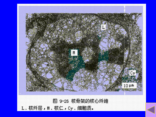 医学细胞生物学细胞核精品PPT课件