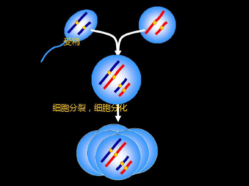 减数分裂过程动画演示-2022年学习资料;