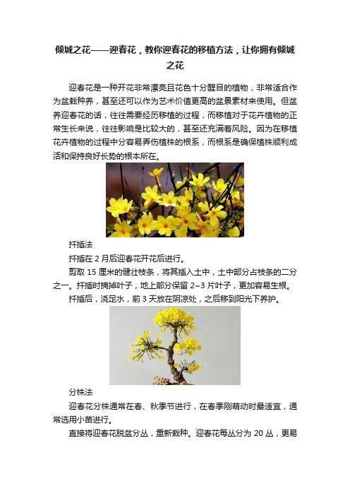 倾城之花——迎春花，教你迎春花的移植方法，让你拥有倾城之花