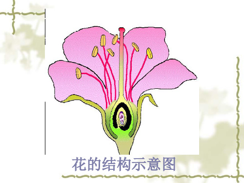 花的结构