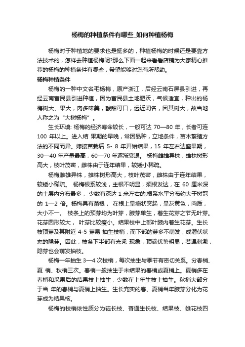 杨梅的种植条件有哪些_如何种植杨梅