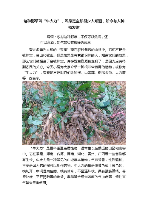 这种野草叫“牛大力”，浑身是宝却很少人知道，如今有人种植发财