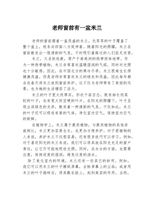 老师窗前有一盆米兰